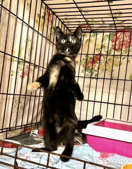 Веселая малышка с необычным окрасом