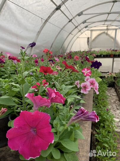 Продажа рассады цветов