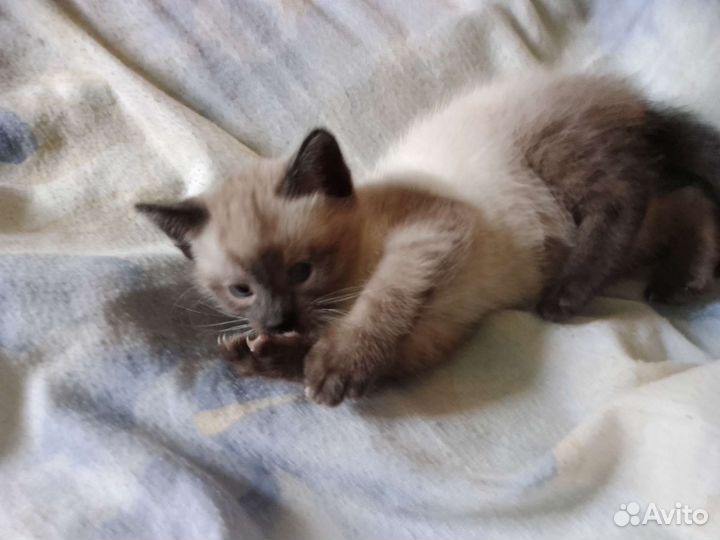 Сиамские котята