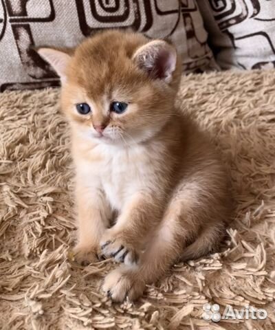 Британские котята золотая шиншилла