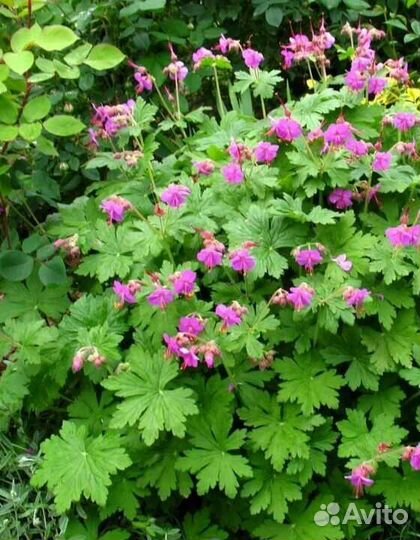 Цветы многолетние