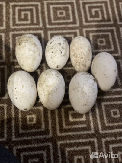 Гуси на племя