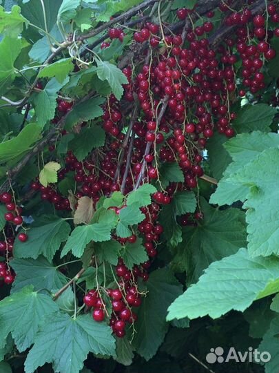 Черная и Красная смородина саженцы Ягоды