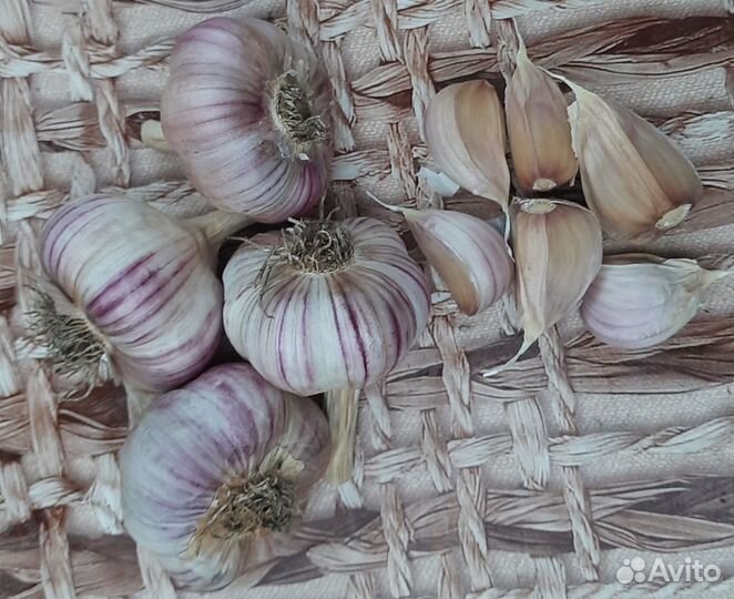 Семенной Чеснок 