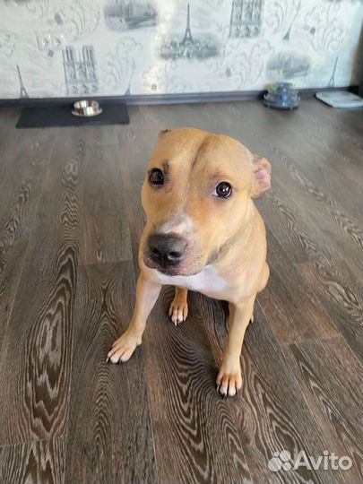 Питбуль в добрые руки