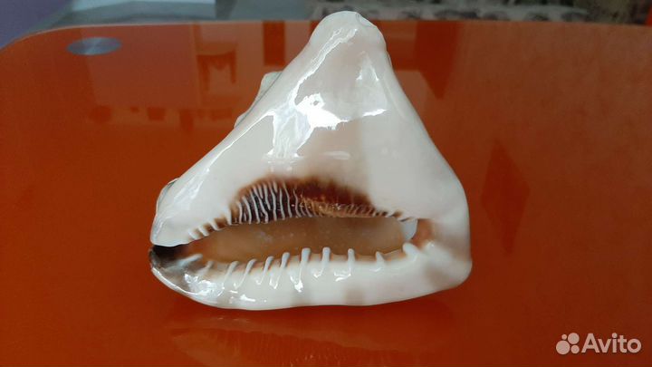 Раковина морская