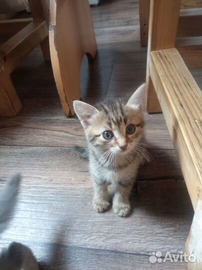 Отдам котят в хорошие руки