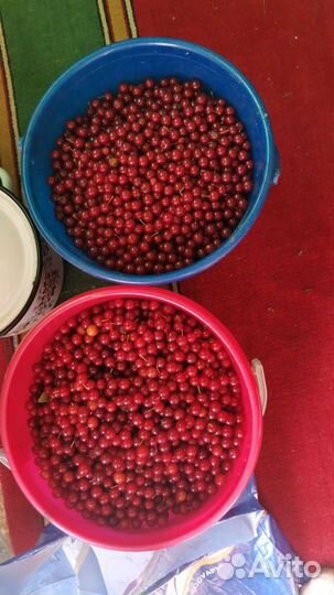 Виргинская (красная черемуха)