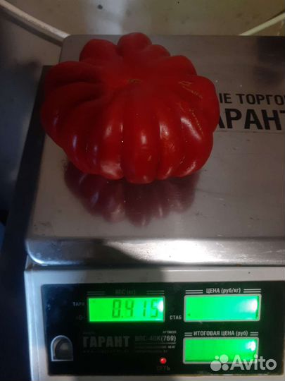 Семена томата из СССР русская гармошка