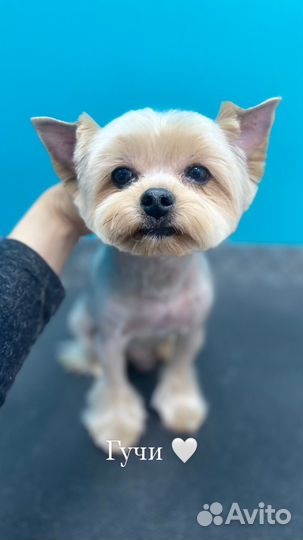 Груминг грумер стрижка собак