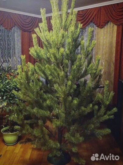 Елка живая 2 м с гирляндой