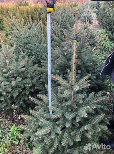 Премиум елка предзаказ