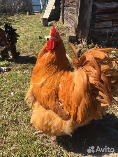 Петухи