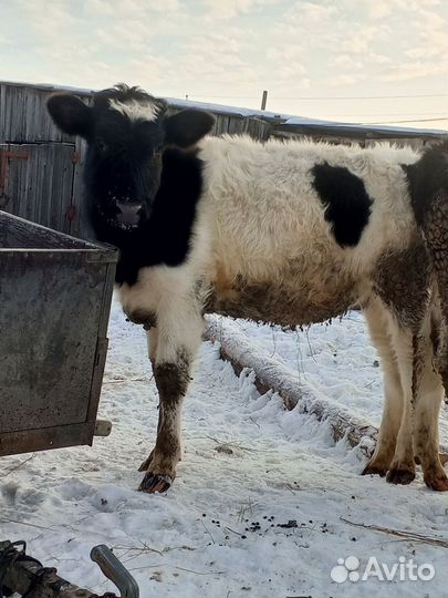 Бык и телочка 7 месяцев