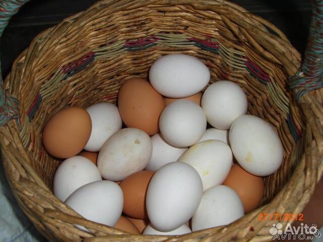 Яйцо от домашних кур