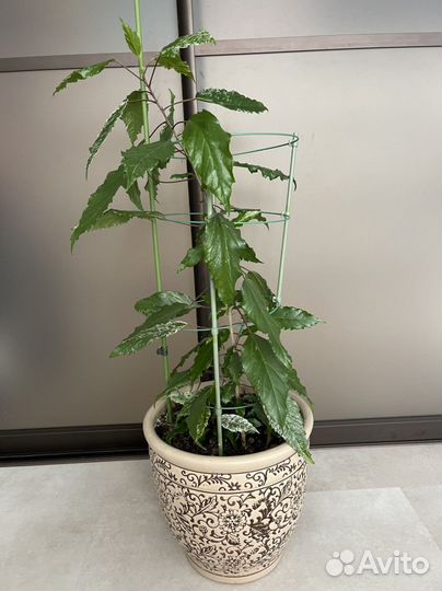 Гибискус китайская роза в кашпо