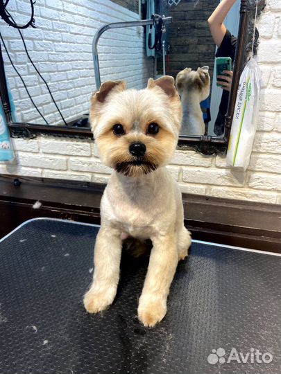 Стрижка собак. Коптево, Аэропорт, Водный стадион