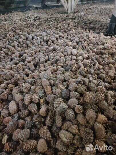 Кедровая шишка орех