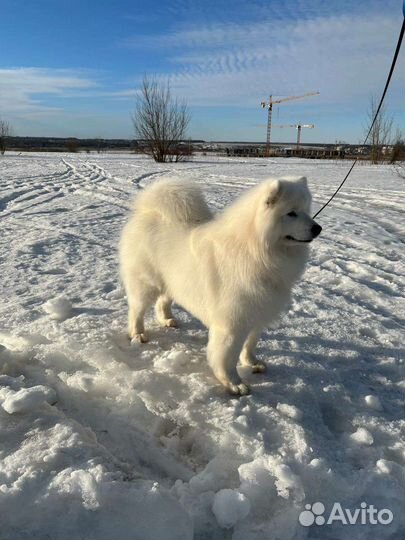 Самоедская лайка вязка
