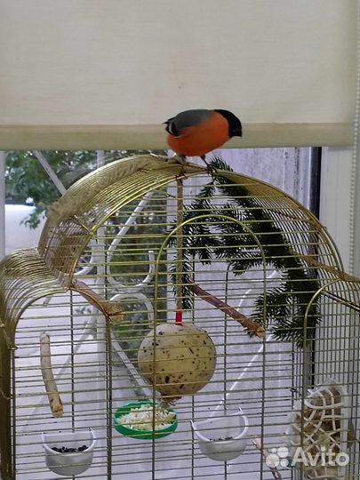 Домашние снегири