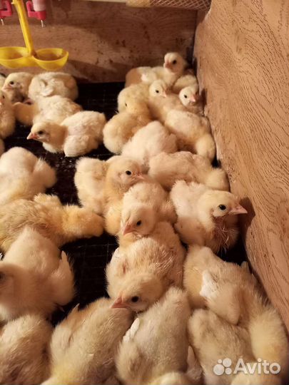 Цыплята бройлеры