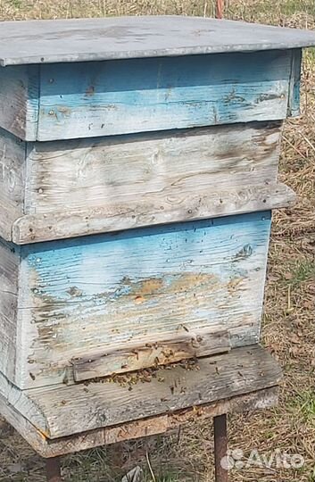 Пасека, пчелы, улей