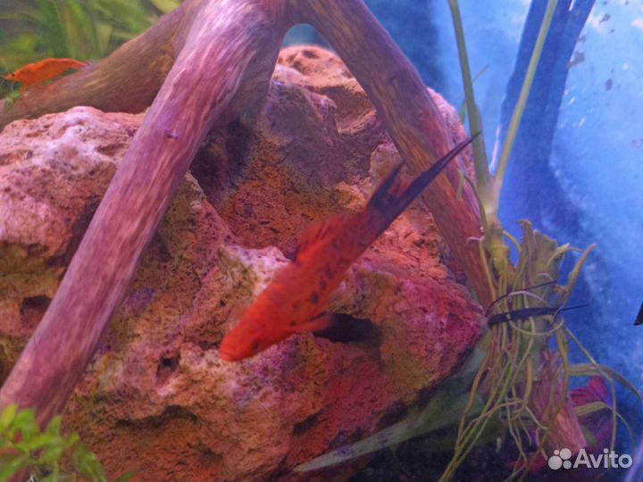 Аквариумные растения. Прополка