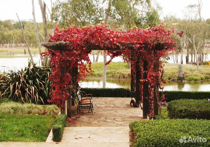 Девичий виноград (саженцы)