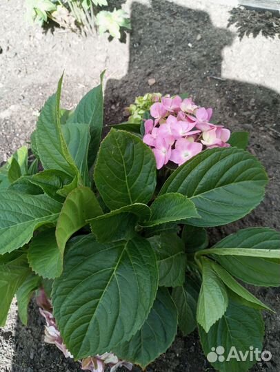 Гортензия крупнолистная