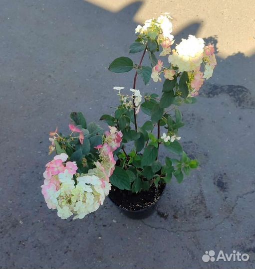 Гортензия самарская лидия