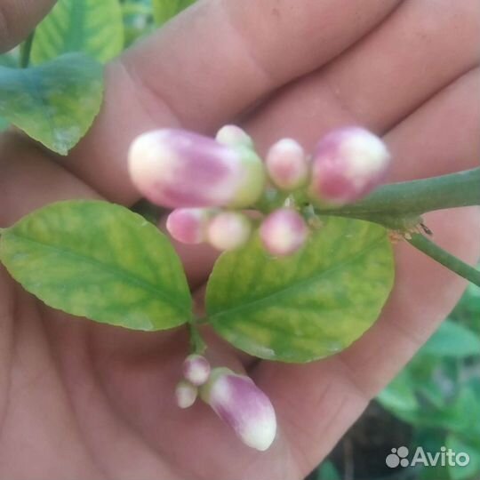 Сортовой Лимон Мейер. Цитрусовые в Севастополе