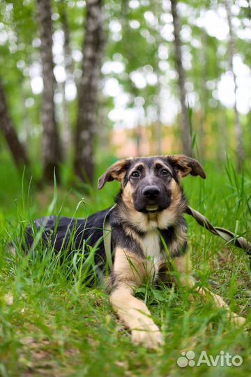 Собаки бесплатно