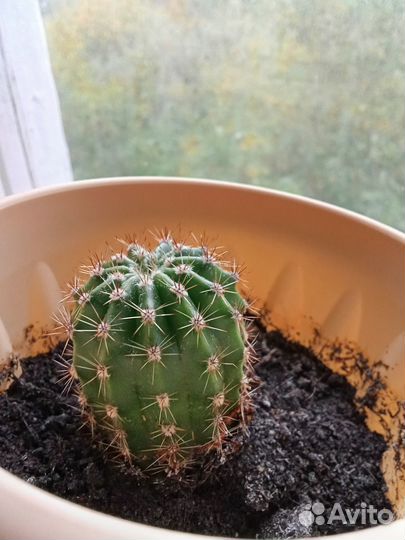 Кактус Echinopsis eyriesii Эхинопсис Эрье