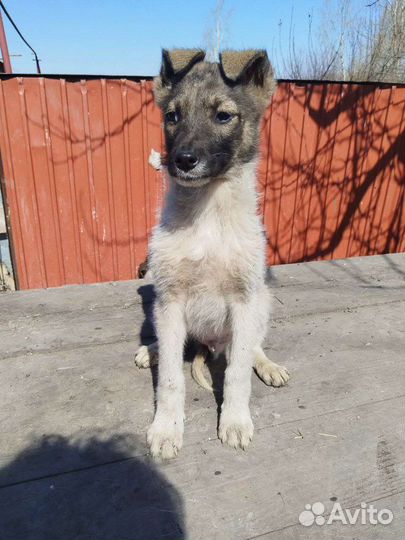 Щенок подросток, в добрые руки бесплатно
