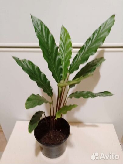 Калатея руфибарба