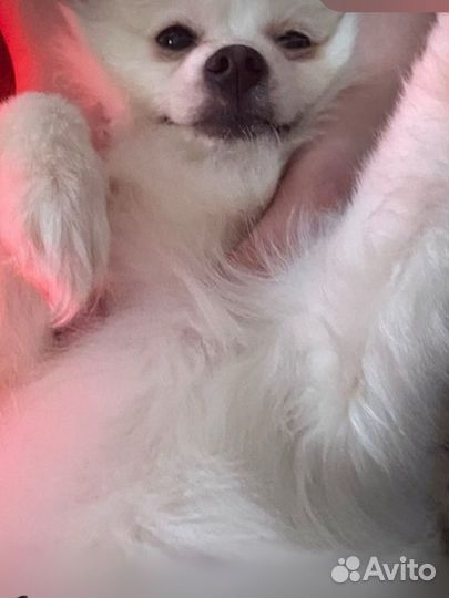 Маленькая собака немецкий шпиц