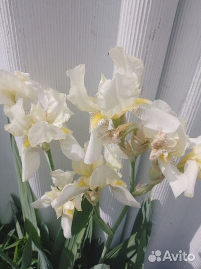 Ирисы в ассортименте