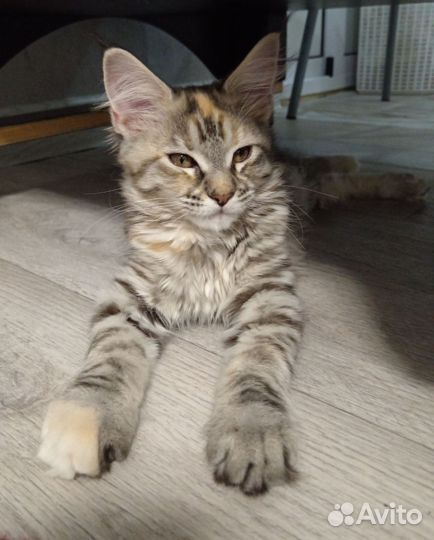Котята мейн-кун