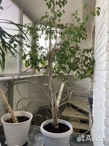 Фикус Бенджамина