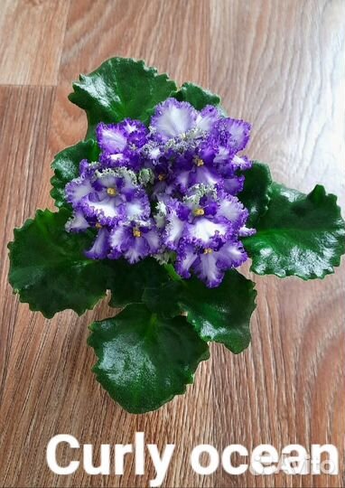 Комнатные цветы