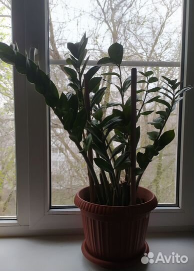 Замиокулькас (долларовое дерево)