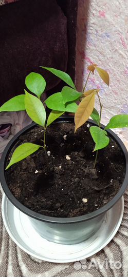 Саженец личи