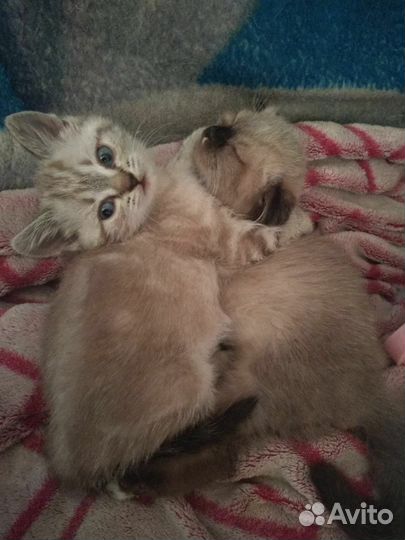 Кошка в дар