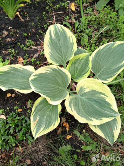 Хоста либерти