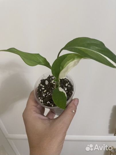 Спатифиллум пикассо