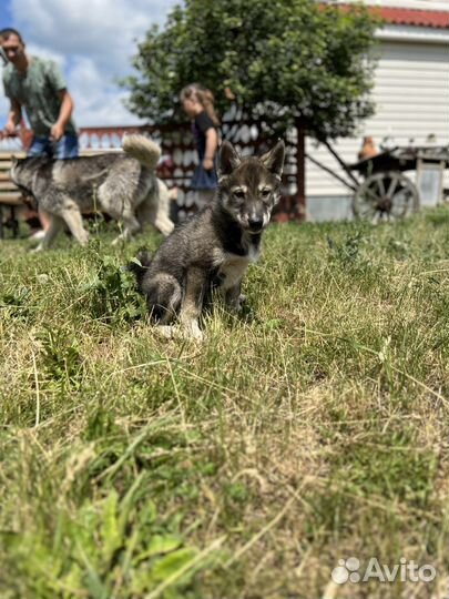 Щенок девочка хаски