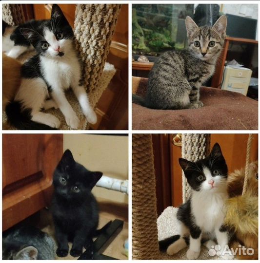 Воспитанные котята