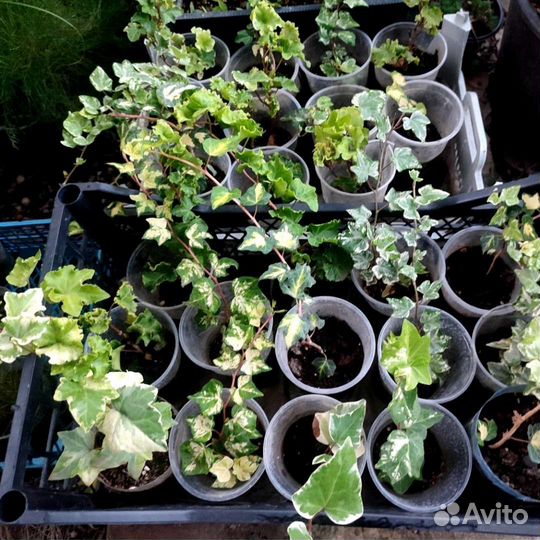 Хедера, разные сорта