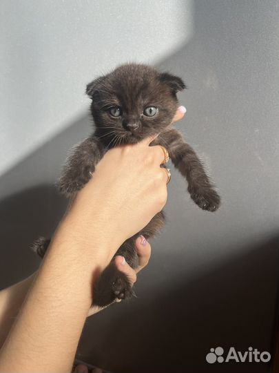 Шотландские котята