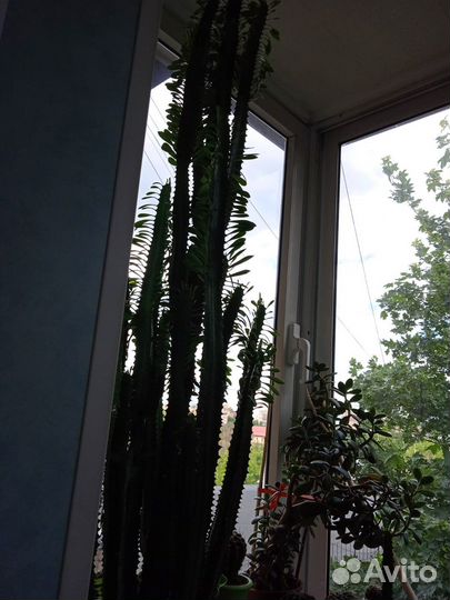 Цветок эуфорбия